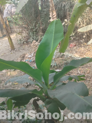 রিয়েলমি 9